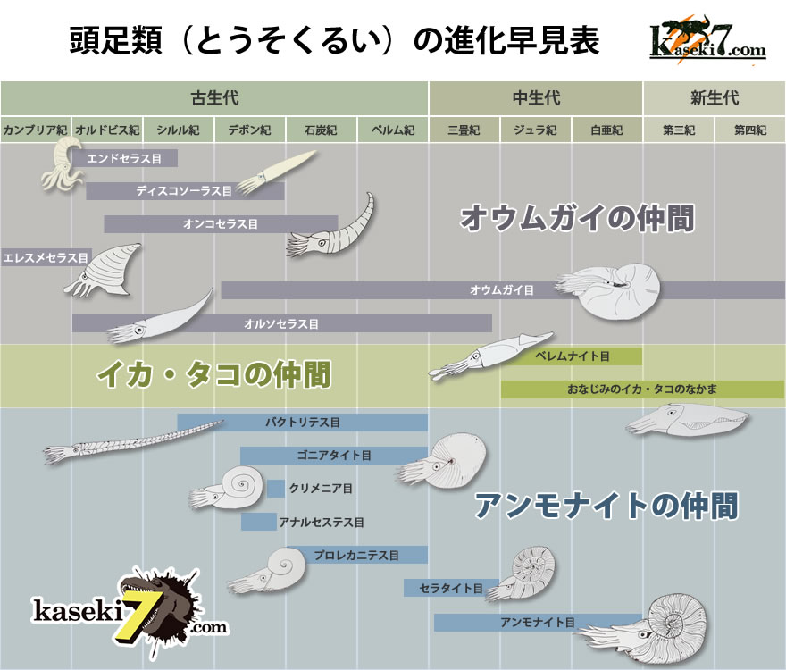 頭足類の進化早見表