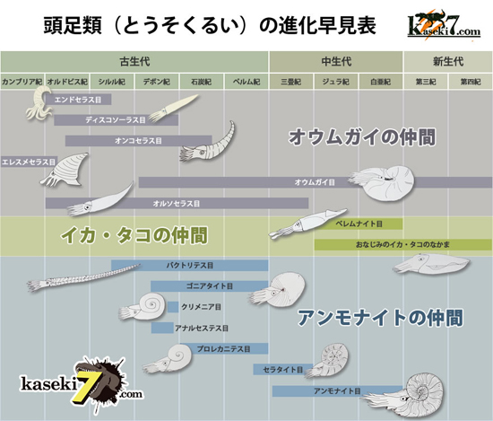 頭足類（とうそくるい）の進化早見表