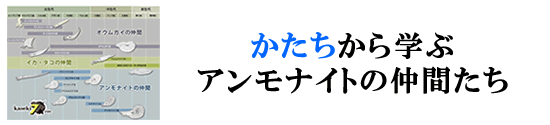 かたちから学ぶ、アンモナイトのなかまたち