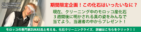 ティラノサウルス科のみに観察されるD型歯とは？