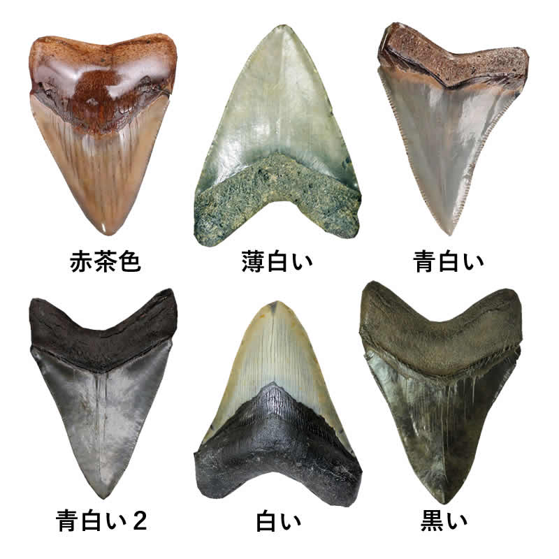 サメの歯　化石