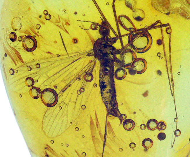 琥珀に内包された羽虫