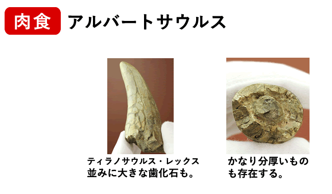 アルバートサウルスの歯化石