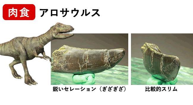 アロサウルスの歯化石