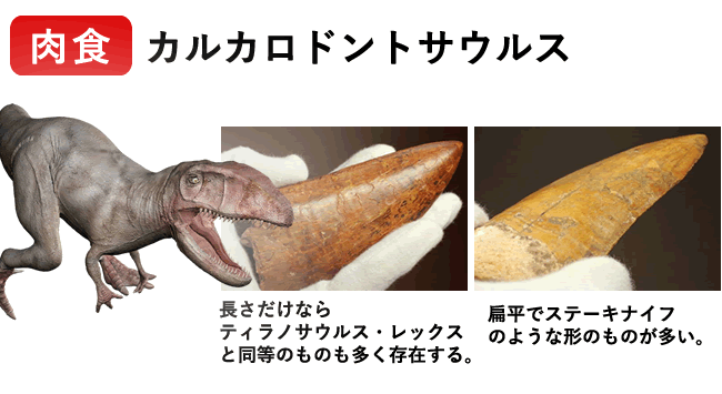 カルカロドントサウルスの歯化石