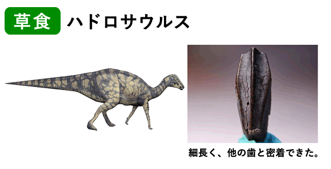 ハドロサウルスの歯化石