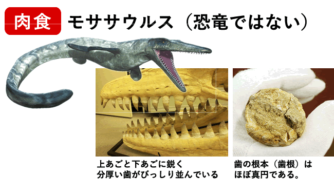 モササウルスの歯化石（恐竜ではない）