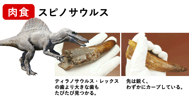 スピノサウルスの歯化石