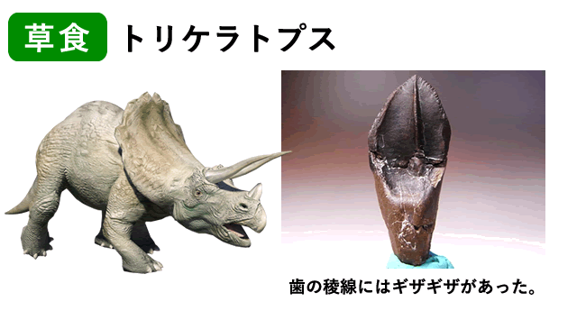 トリケラトプスの歯化石