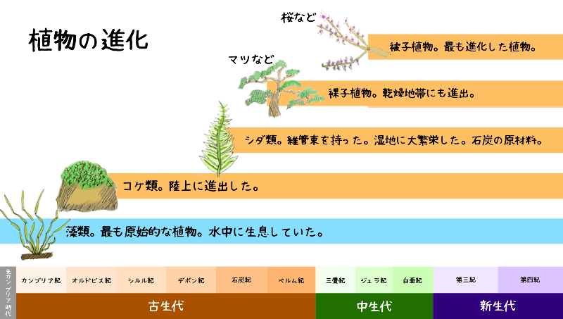 植物の進化の歴史