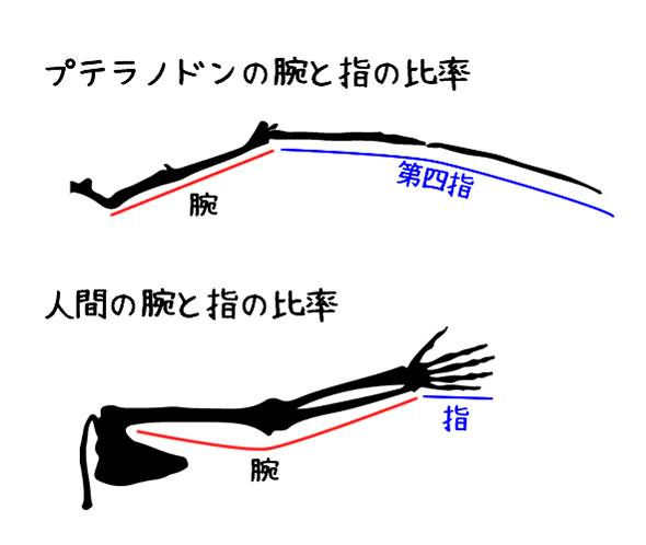 プテラノドンと人間の腕の比率の比較
