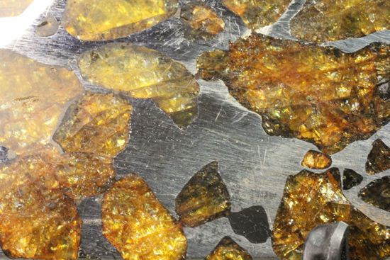チリのアタカマ砂漠で見つかった、最も希少な石鉄隕石イミラック(Imilac) 隕石 販売化石販売の化石セブン　ティラノサウルスの歯化石はこちら